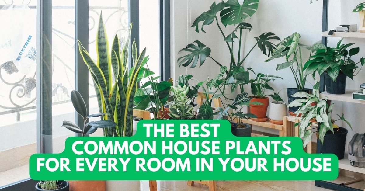 The Best Common House Plants for Every Room in Your House