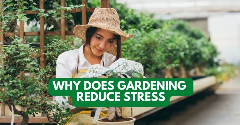 Why Does Gardening Reduce Stress