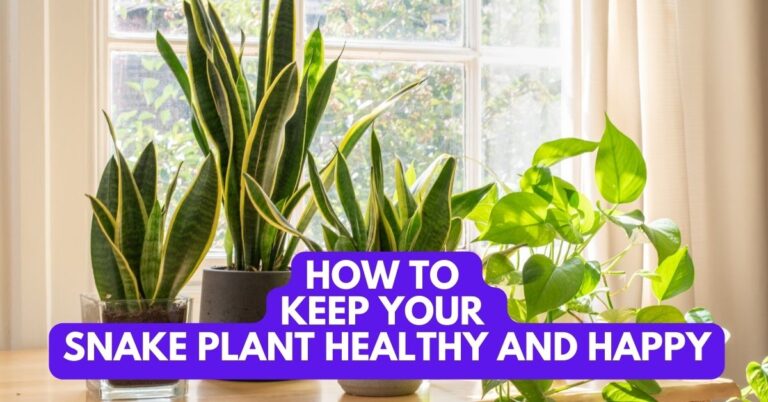 How to Keep Your Snake Plant Healthy and Happy