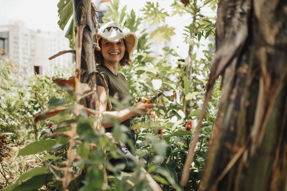 why is peat moss used in gardening