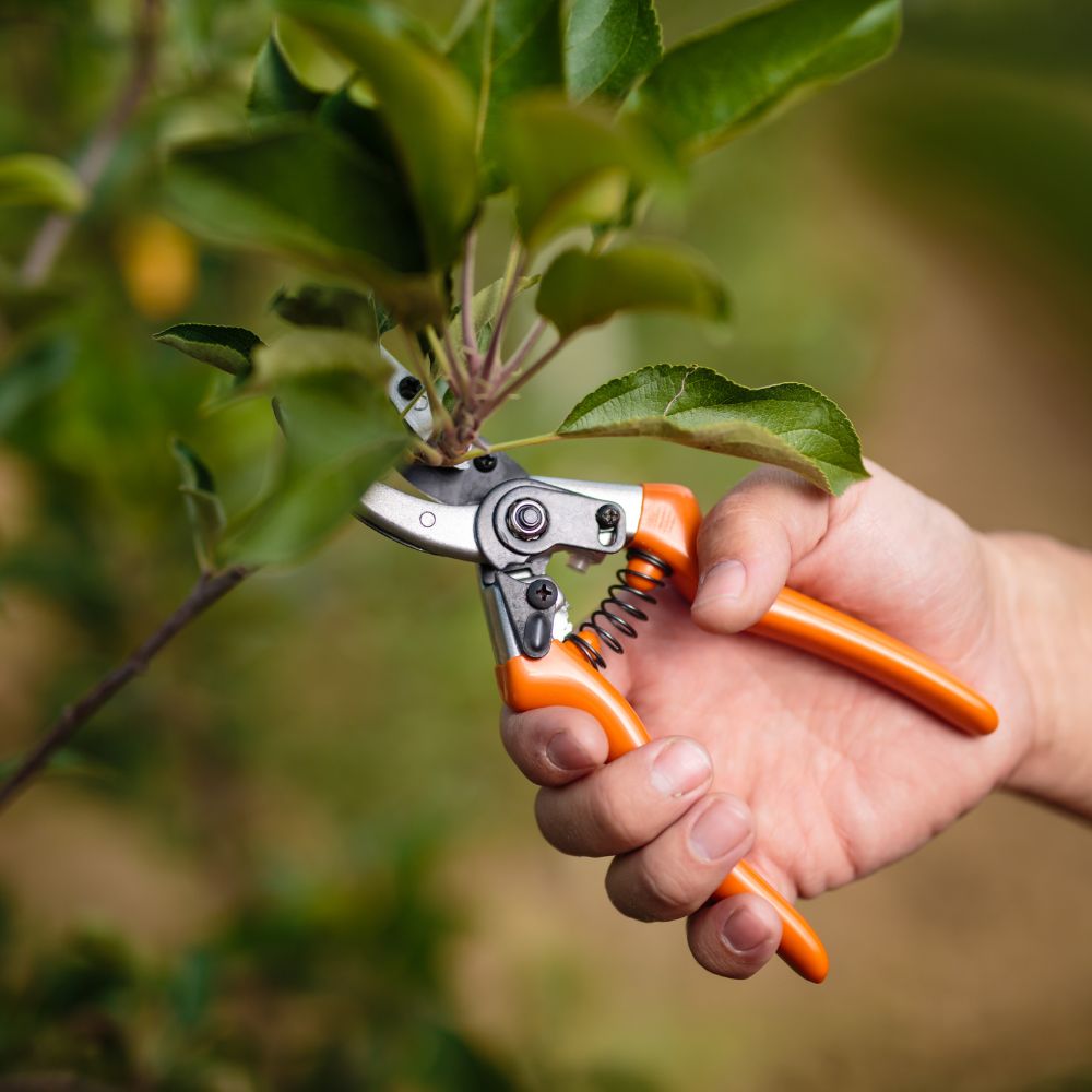 Pruning Guide for Beginners