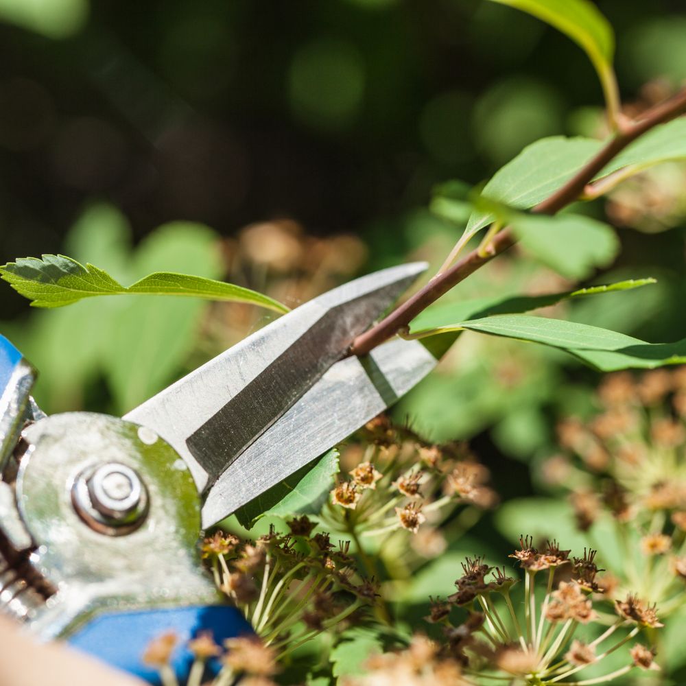 Pruning Guide for Beginners