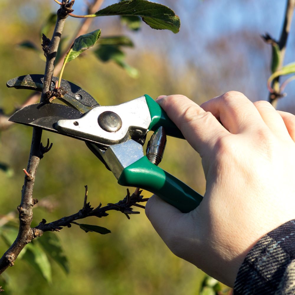 Pruning Guide for Beginners