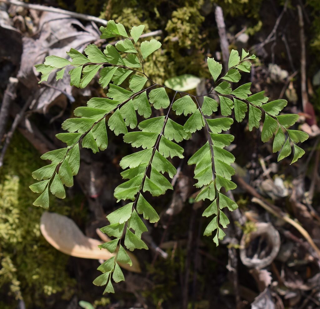 The Essential Guide to Caring for Your Maidenhair Fern