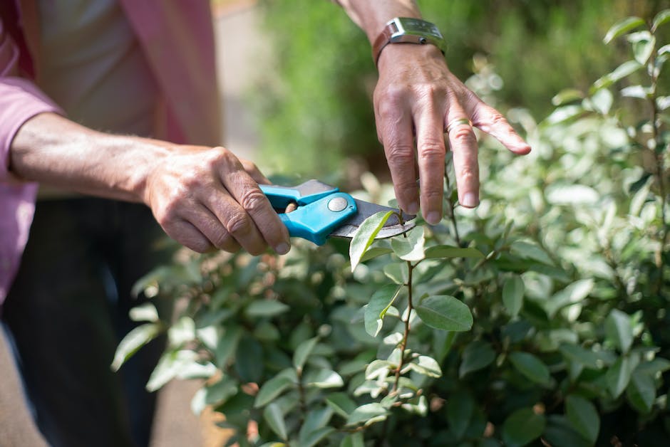 What is The Benefits of Pruning ?