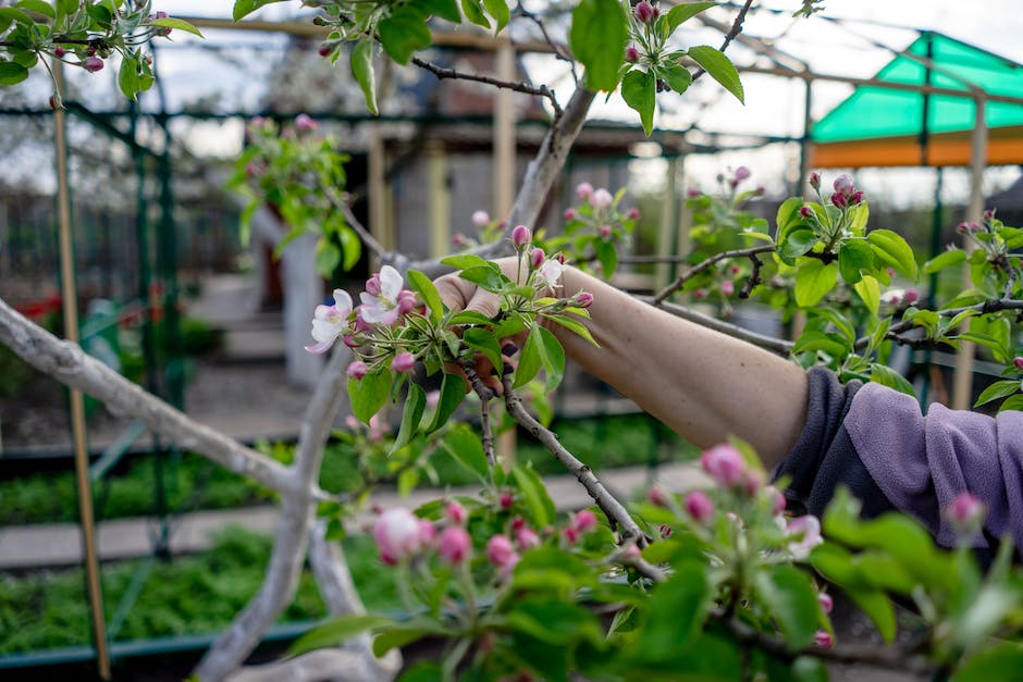 What is The Benefits of Pruning ?