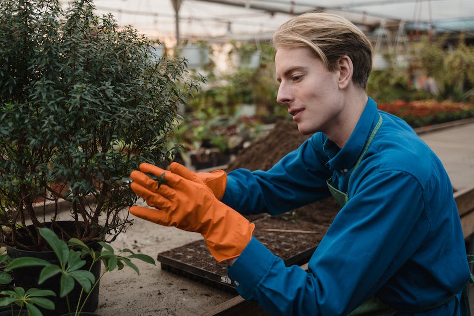 Man Wearing Gloves Holding a Plant