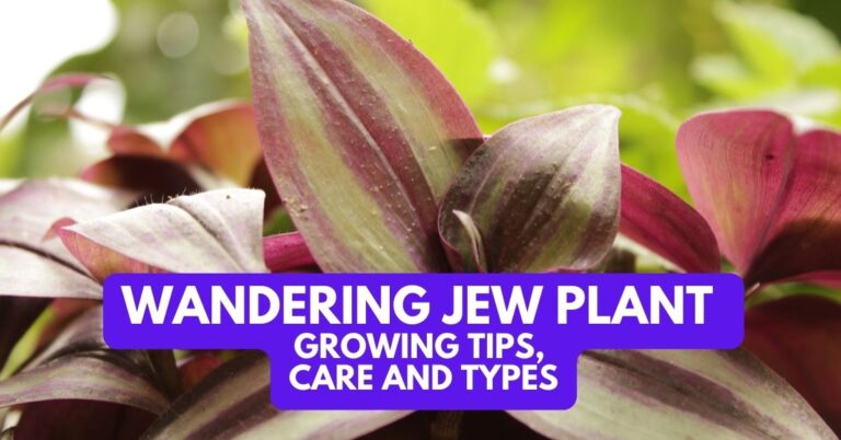 Wandering Jew Plant Growing Tips, Care and Types