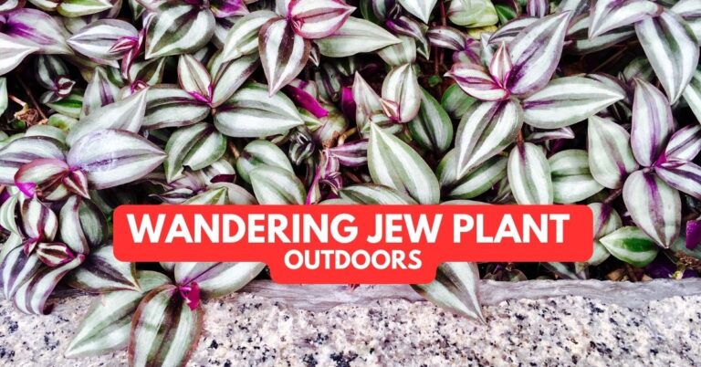 Wandering Jew Plant Outdoors