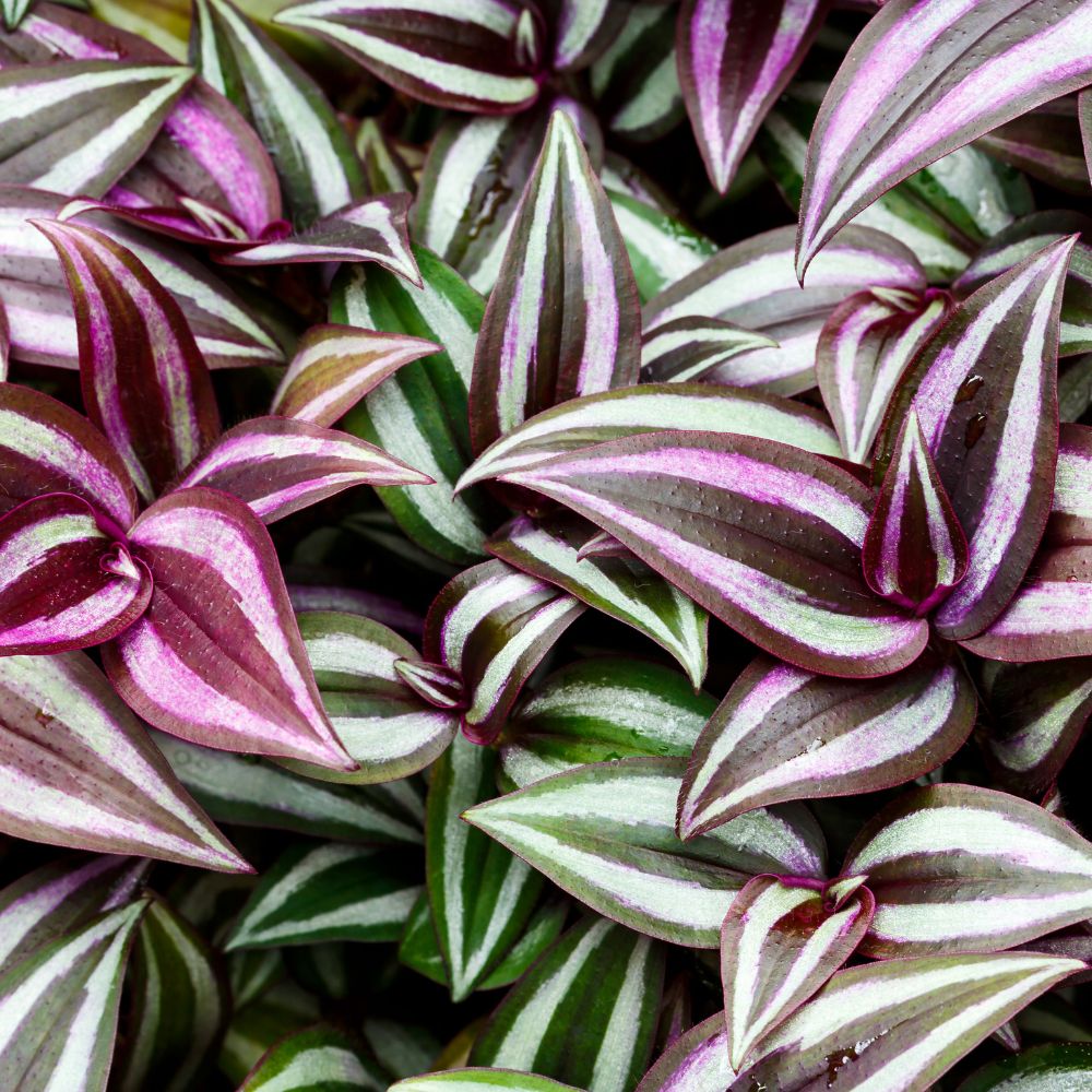 Tradescantia zebrina