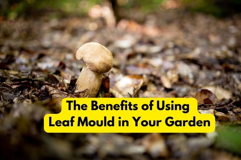 The Benefits of Using Leaf Mould in Your Garden