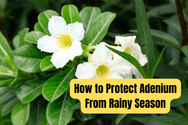 How to Protect Adenium From Rainy Season