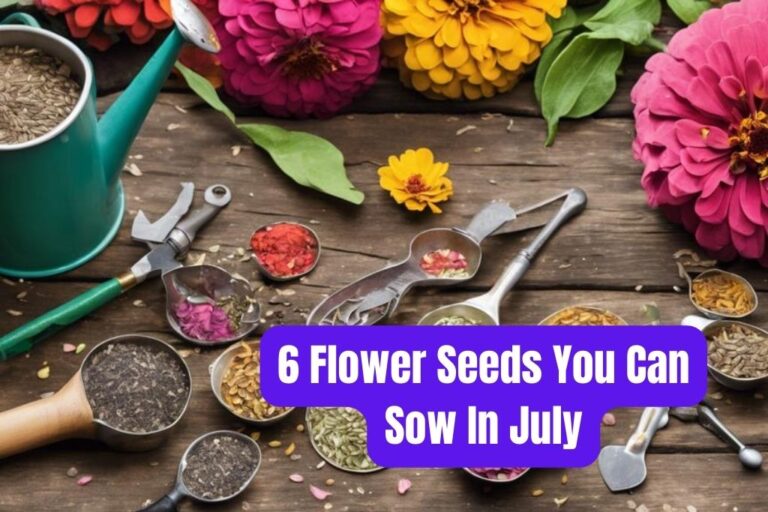 6 Flower Seeds You Can Sow In July For Late-Season Color