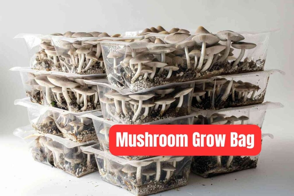 Mushroom Grow Bag