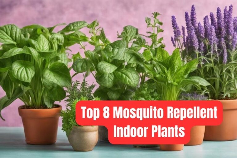 Top 8 Mosquito Repellent Indoor Plants