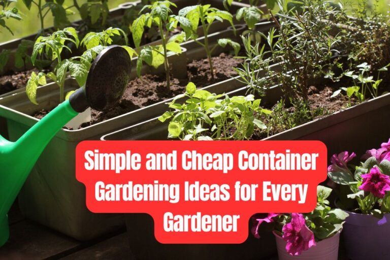 Simple and Cheap Container Gardening Ideas for Every Gardener